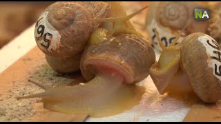 NA Biologie et entrepreneuriat pour faire de l’élevage d’escargots une alternative économique