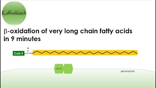beta-oxidation of very long chain fatty acid (VLCFA)