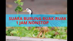 UNTUK PIKAT DI JAMIN 100% OKE MP3 SWARA BURUNG RUAK-RUAK NONSTOP 1 JAM  - Durasi: 55:17. 