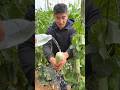High Yielding Delicious cucumber 🥒🥒 fruits farming by rural farmer |  Amazing Fresh Fruits #fruit