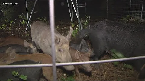 Georgia DNR wants your help in tackling feral hogs. They're offering a reward worth $3,500, too