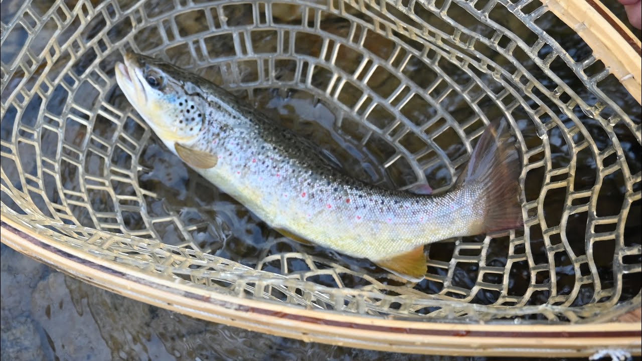 Small Stream Wild Trout Fishing Potter County PA YouTube