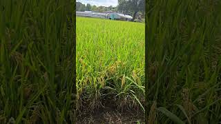 소정이 영상