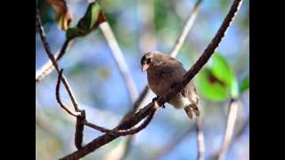 Oru pattu pinneyum padi nokkunnitha - Sugathakumari