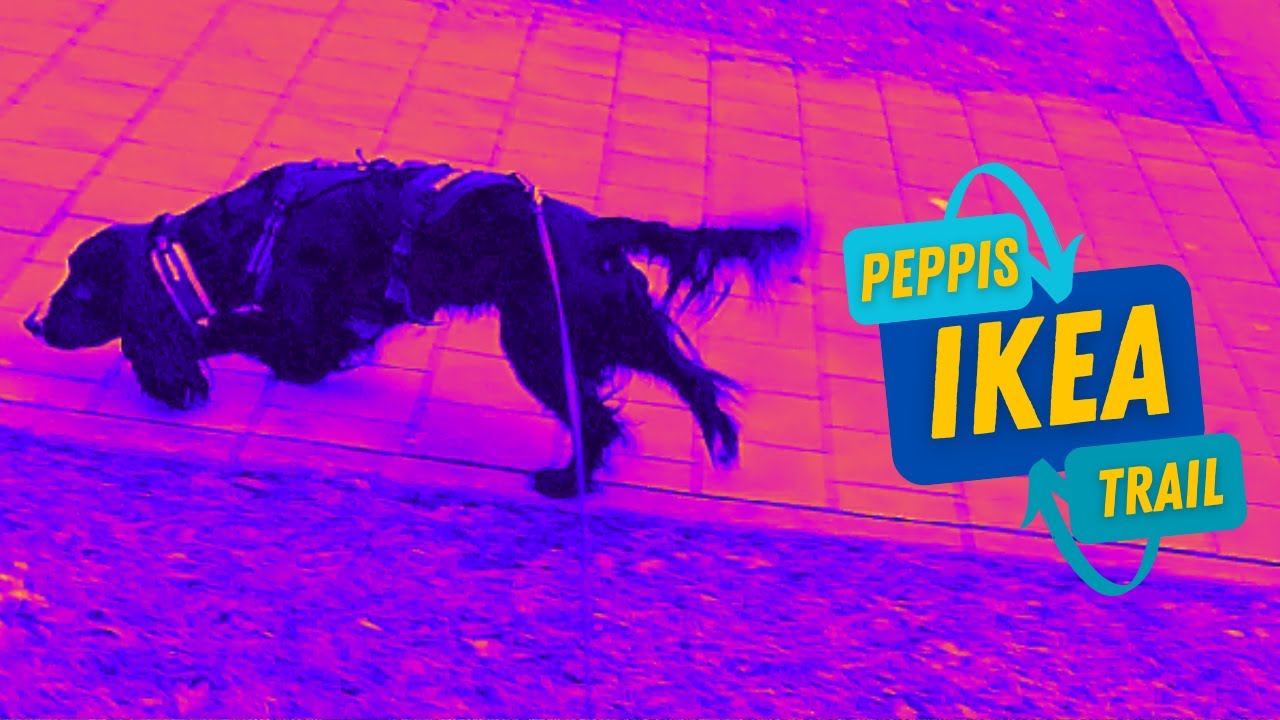 Mantrailing - Doubleblind zum IKEA #peppitheworkingcocker #frompuppytopro