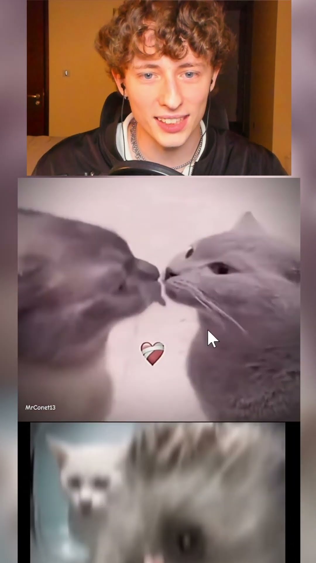 Pobres GATITOS?‼️