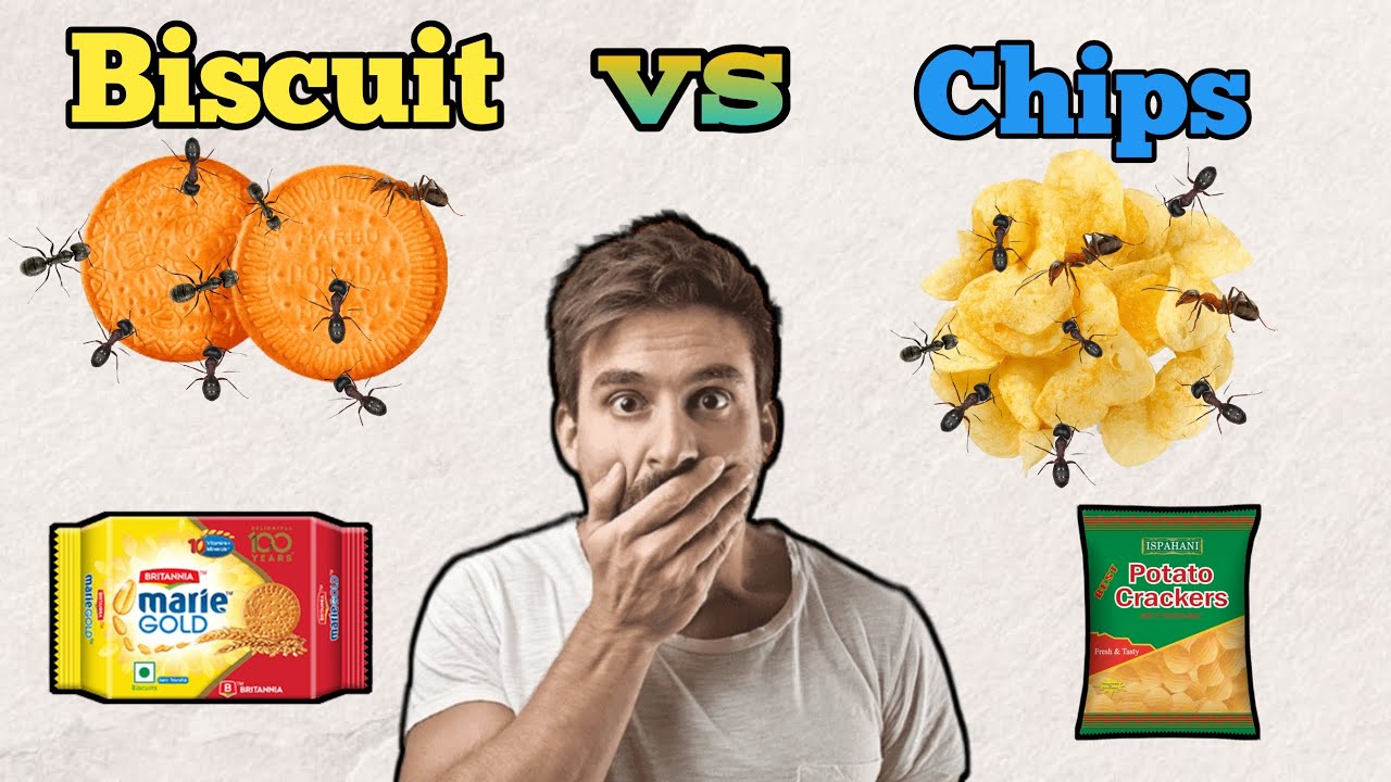 Biscuit vs Potato Chips / Experiment Biscuits and Potato Chips by Ants