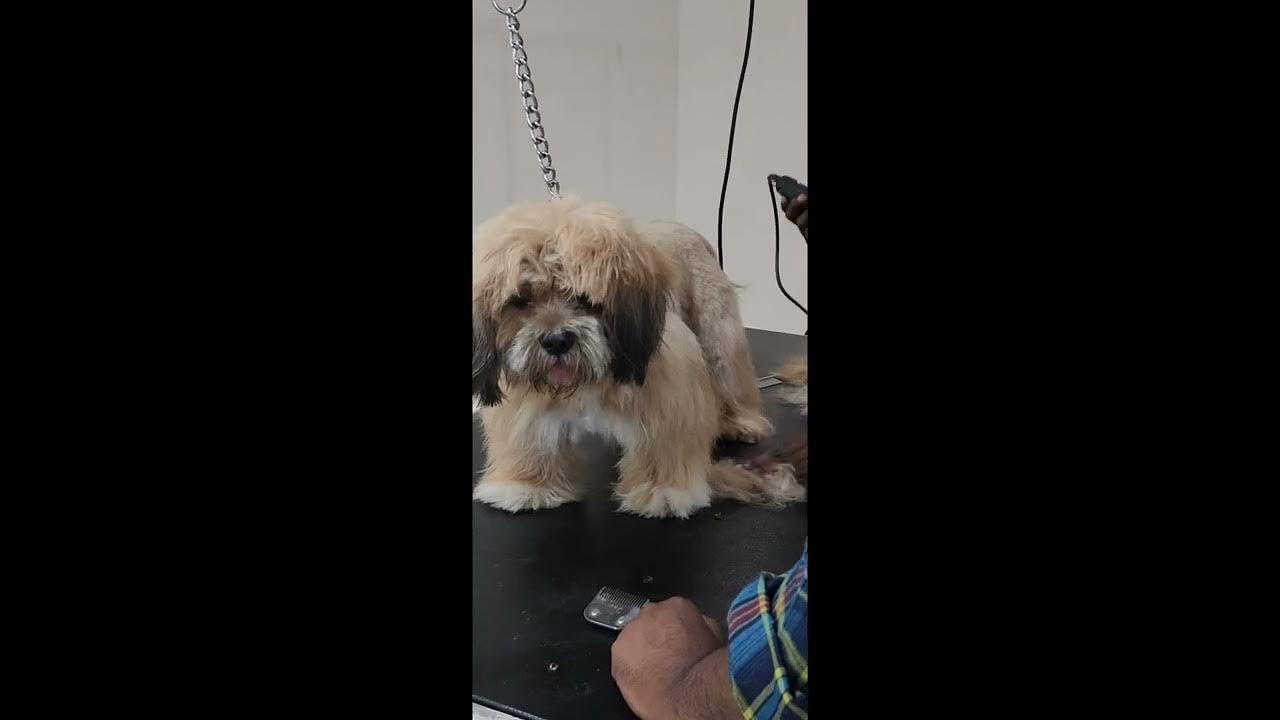 Dog Grooming How to groom a Lhasa Apso? Adorable Ginger cooperating