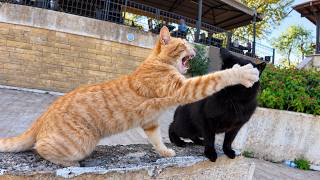 Orange Stray Cat Attacks Any Cat That Comes Near Me