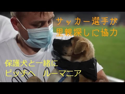 保護犬と一緒にピッチへ、サッカー選手が里親探しに協力　ルーマニア