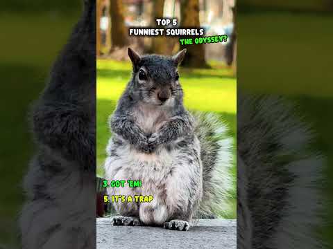 ToP 5 FuNNieSt TaLkiNg SqUiRReLs 🐿️📈