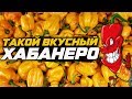 Перец Хабанеро. Сравниваем сорта по вкусу и остроте.