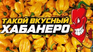 Перец Хабанеро. Сравниваем сорта по вкусу и остроте.