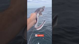 He Freed a Shark… It Came Back! 🦈😱 #viralshorts #shark #ocean #wildlife #trending #fyp