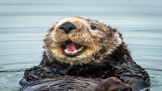 Otter Sounds - Noises