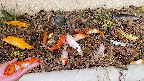 Vui học cùng bé-Giải cứu cá đỏ,cá coi,cá mập,rùa,ếch,tôm,cua các con vật mắc cạn ở dòng suối khô cằn