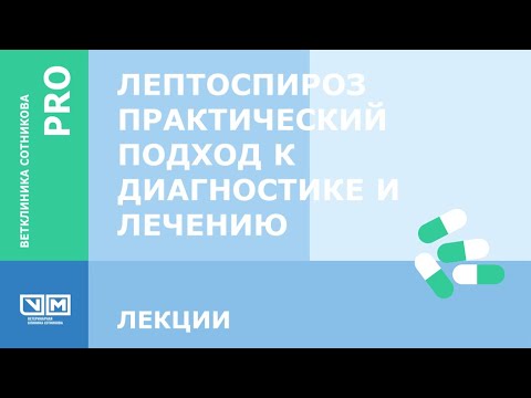 Лептоспироз  Практический подход к диагностике и лечению