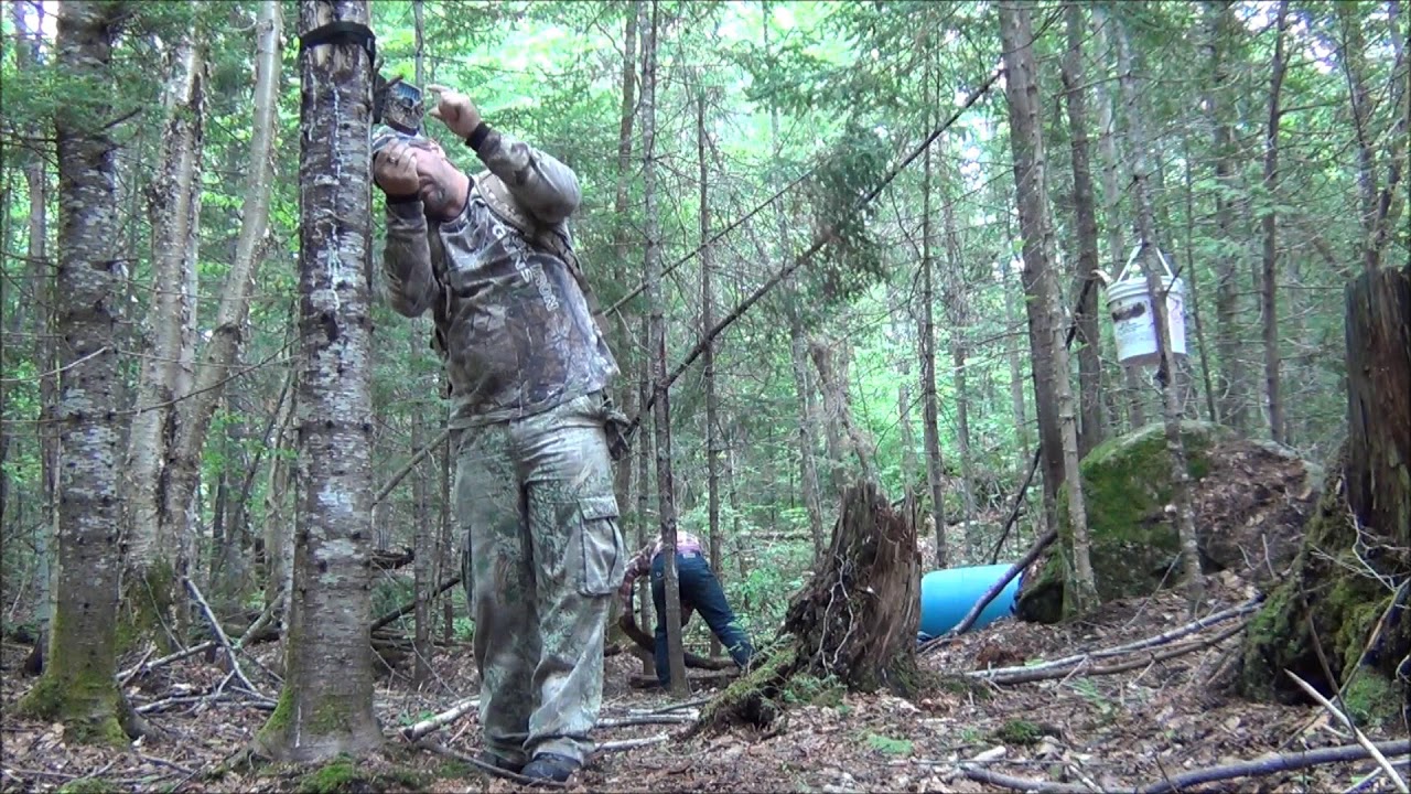 Big O's 2016 Quebec Archery bear hunt YouTube