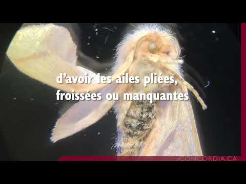 Quelles sont les répercussions des feux de forêt au Québec sur les insectes?