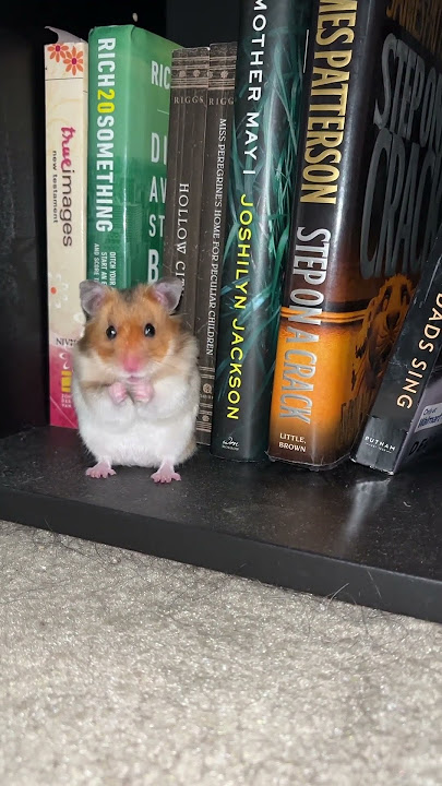 Make my hamster famous #hamstershortvideo  #hamster #contentcreator #hamsters