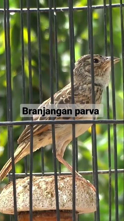 branjangan parva jantan