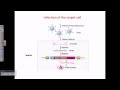 Gene therapy using adeno associated virus