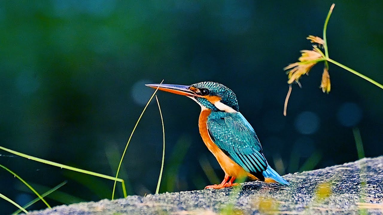Things you Must know about the Common Kingfisher