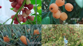 (Fruit video collection 1) Fruit recipes Fruit food  #fruit  #野小妹 wild girl