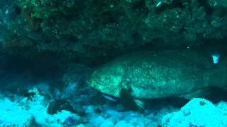 Molasses Reef Key Largo - Goliath Grouper by Dr. Sean 82 views 8 years ago 4 minutes, 22 seconds