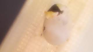Duckling hatching time lapse