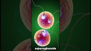 ¿Qué pasa si se liberan dos óvulos? | Explicación de la doble ovulación y embarazo gemelar