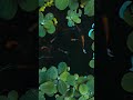 Samsung Beautiful Pond Video Lockscreen #galaxytheme #fishpond #galaxytheme #samsunggalaxy