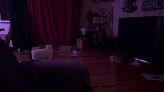 Kimchi The Shiba Likes Amazon Deliveries Too.