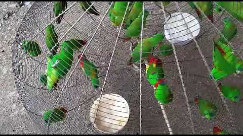 burung serindit gngster