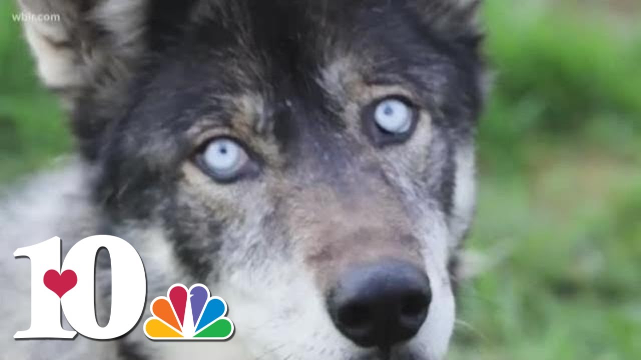 Take an inside look at a Tennessee wolfdog sanctuary YouTube