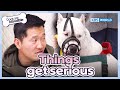 Things get serious😢 [Dogs Are Incredible : EP.210-2] | KBS WORLD TV 240312