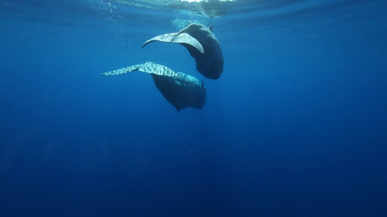 footage of chernobyl Two Sperm whales swimming near the surface, moving away from the camera, Azores, Portugal, July.