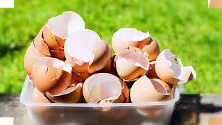 鸡蛋壳是宝，不要扔掉，视频教你如何使用，和注意事项。