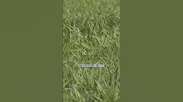 Listen here to learn all about rotational grazing.