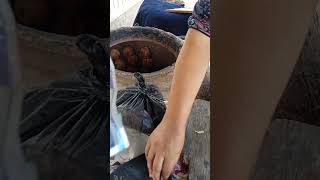 картинка: Жиззах Арнасой 