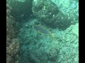 Great Barrier Reef - April 2026