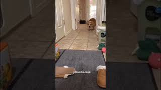 When corgi lost control