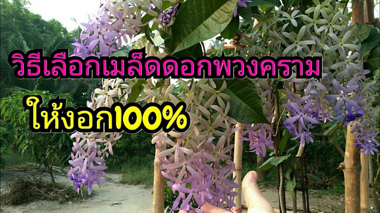 การเก็บเมล็ดดอกพวงคราม..เอาไปเพาะให้งอก100%