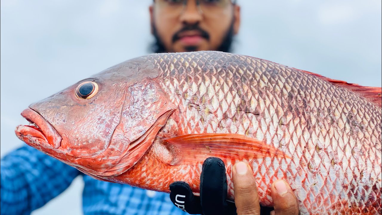 Zapper Fish First cast First fish Huge snapper || मोठा तांबोशी from Break waters ...