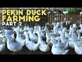 Pekin Duck Farming Part 2 : How to Raise Pekin Duck | Agribusiness Philippines