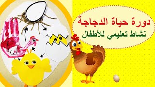 Chicken Life Cycle | دورة حياة الحيوان الدجاجة نشاط تعليمي للأطفال