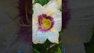 Almost Transparent Beautiful Lily Bloom