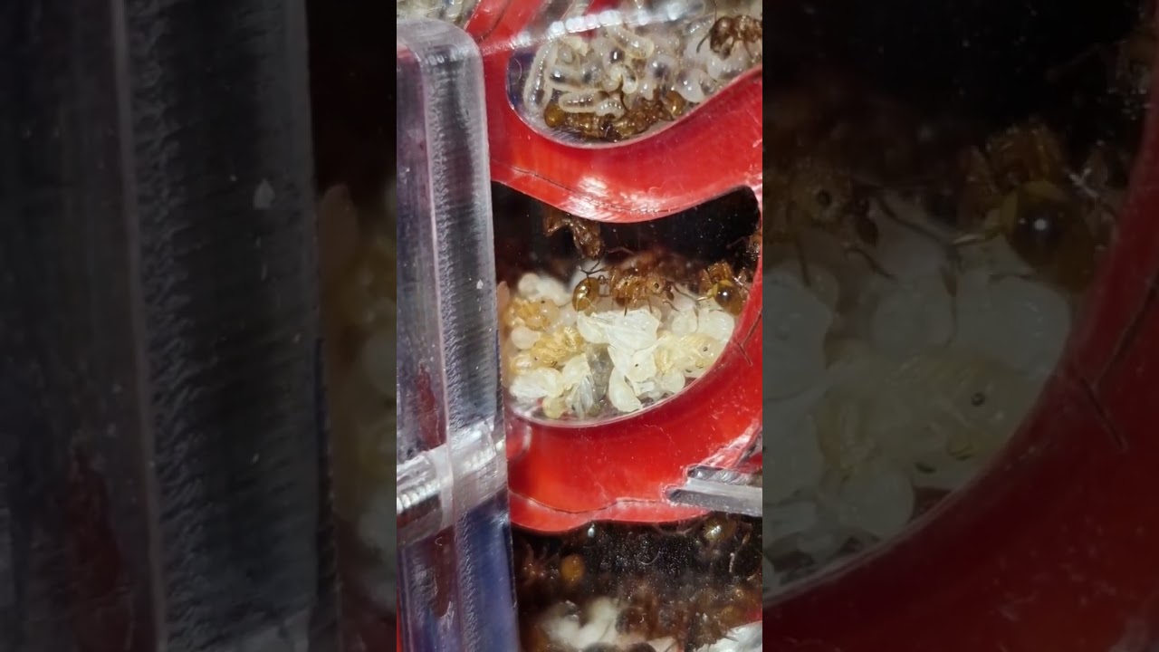 Ma plus grande colonie de fourmis ! Myrmica scabrinodis.