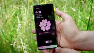 The Flora Incognita app – Interactive Plant Species Identification screenshot 1