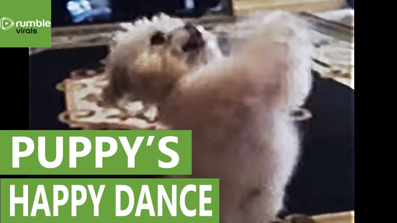 dog doing happy dance